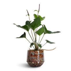 Anthurium Arrow -HORTOLOGY Plants Sale Anthurium Arrow 14x50cm Noud Plant Pot Marrakesh 17x15cm