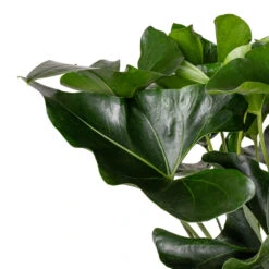 Anthurium Arrow -HORTOLOGY Plants Sale Anthurium Arrow DETAIL 7