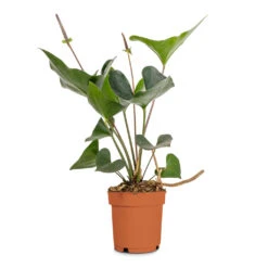 Anthurium Arrow -HORTOLOGY Plants Sale Anthurium Arrow Flamingo Flower 14x50cm