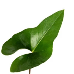 Anthurium Arrow -HORTOLOGY Plants Sale Anthurium Arrow Flamingo Flower SWATCH 4