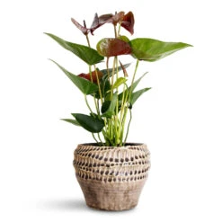 Deb Plant Pot - Aubergine 13 Deb Plant Pot - Aubergine -HORTOLOGY Plants Sale Anthurium Black Love 12x40cm Deb Pot Aubergine 20x15cm 1