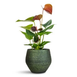 Anthurium - Flamingo Flower - Black Love -HORTOLOGY Plants Sale Anthurium Black Love 12x40cm Noor Pot Velvet Green 19x16cm
