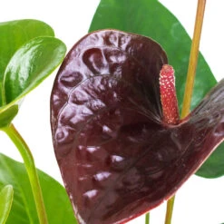 Anthurium - Flamingo Flower - Black Love -HORTOLOGY Plants Sale Anthurium Black Love 12x40cm SWATCH 3