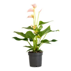 Anthurium - Flamingo Flower - Joli Peach 13 Anthurium - Flamingo Flower - Joli Peach -HORTOLOGY Plants Sale Anthurium Flamingo Flower Joli Peach 12x40cm