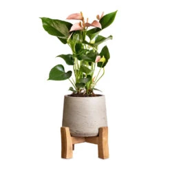 Anthurium - Flamingo Flower - Joli Peach 15 Anthurium - Flamingo Flower - Joli Peach -HORTOLOGY Plants Sale Anthurium Flamingo Flower Joli Peach 12x40cm Patt Plant Pot Low Stand Grey Washed 20x21cm 2