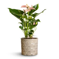 Anthurium - Flamingo Flower - Joli Peach 17 Anthurium - Flamingo Flower - Joli Peach -HORTOLOGY Plants Sale Anthurium Flamingo Flower Joli Peach 12x40cm Venetian Plant Pot Grey 16x14cm 2