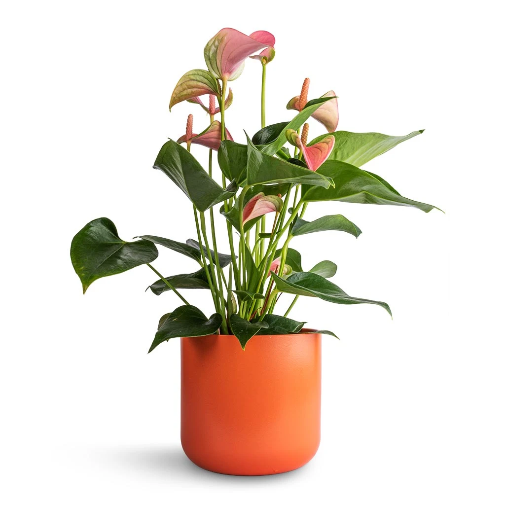 Anthurium - Flamingo Flower - Joli Peach 1 Anthurium - Flamingo Flower - Joli Peach