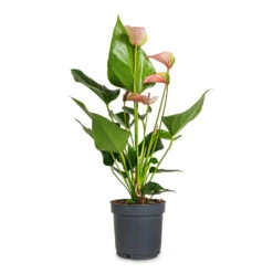 Anthurium - Flamingo Flower - Joli Pulse 12 Anthurium - Flamingo Flower - Joli Pulse -HORTOLOGY Plants Sale Anthurium Flamingo Flower Joli Pulse 12x40cm 2