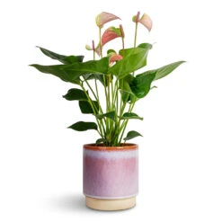 Copenhagen Plant Pot - Pink -HORTOLOGY Plants Sale Anthurium Flamingo Flower Joli Pulse 12x40cm Copenhagen Plant Pot Pink 13.5x14cm f054fb4c 43f9 4d85 86e7 a5f141084456