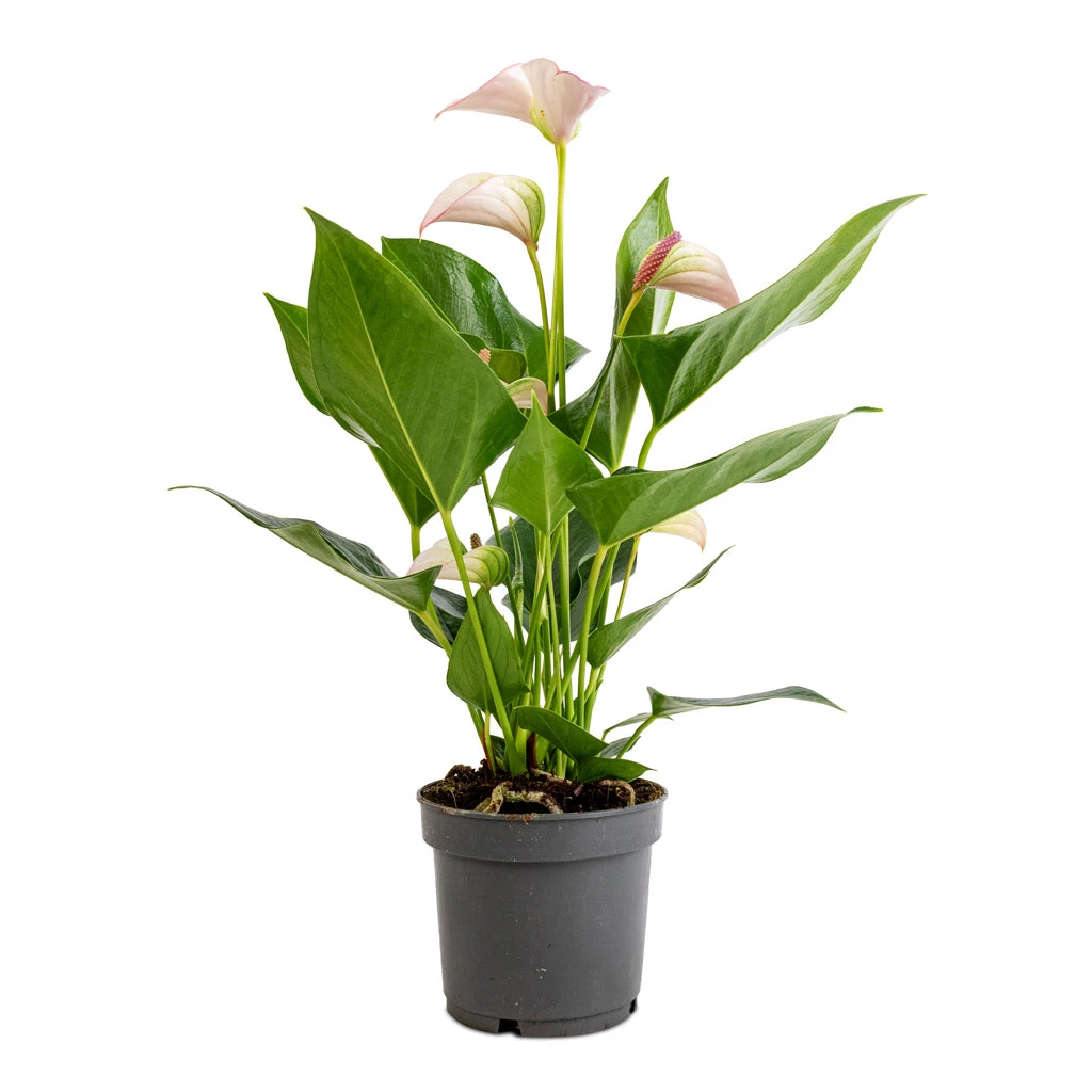 Anthurium - Flamingo Flower - Joli Pulse 5 Anthurium - Flamingo Flower - Joli Pulse - Image 5