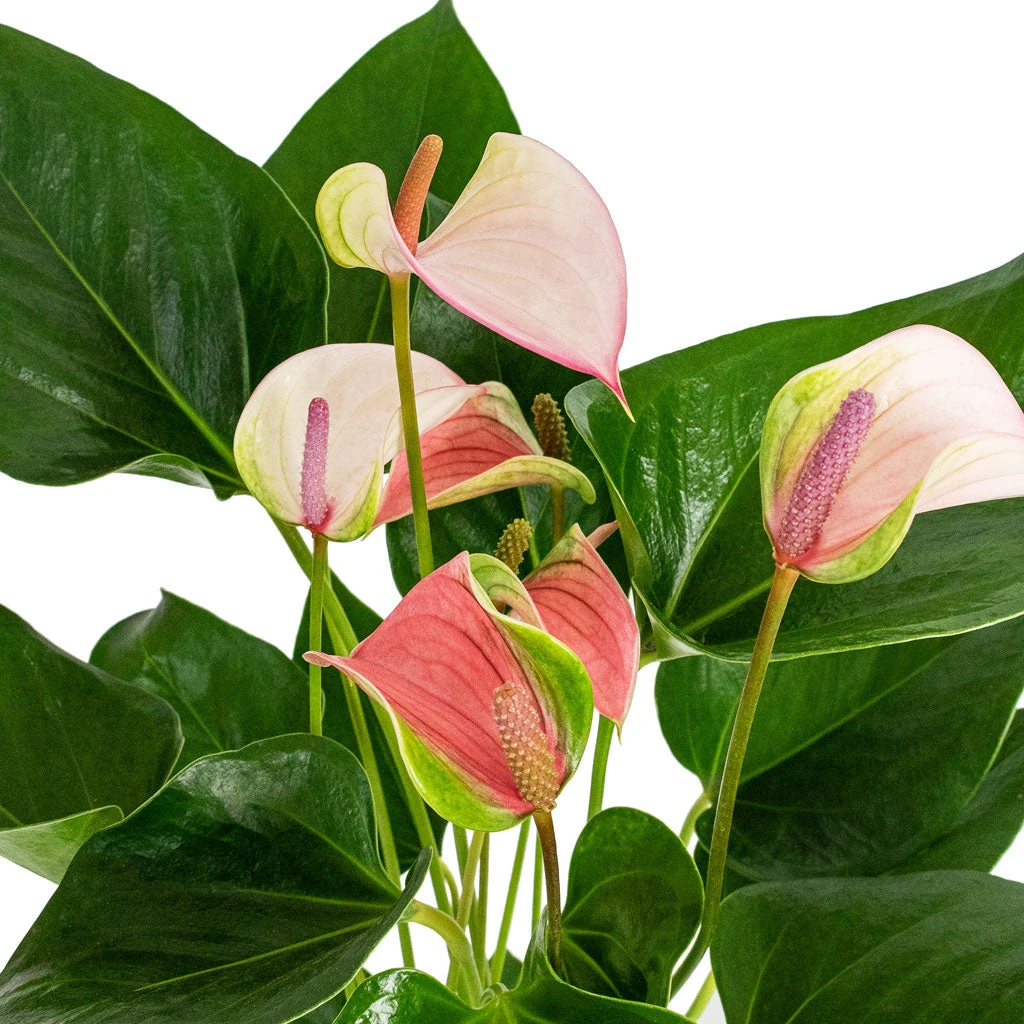 Anthurium - Flamingo Flower - Joli Pulse 2 Anthurium - Flamingo Flower - Joli Pulse - Image 2