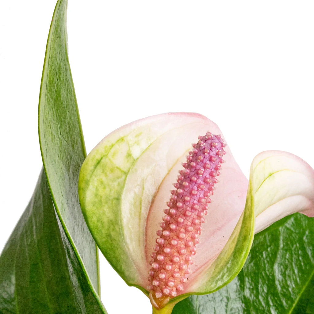 Anthurium - Flamingo Flower - Joli Pulse 7 Anthurium - Flamingo Flower - Joli Pulse - Image 7