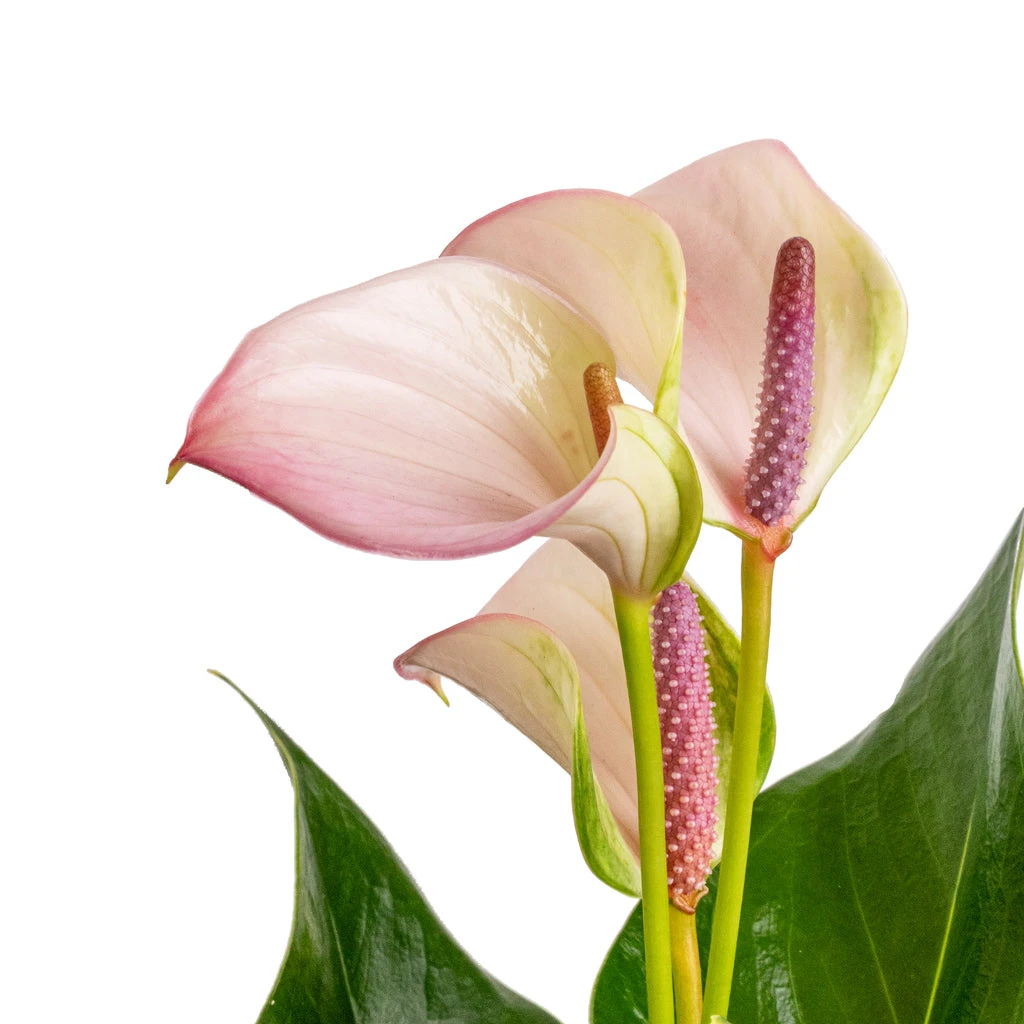 Anthurium - Flamingo Flower - Joli Pulse 4 Anthurium - Flamingo Flower - Joli Pulse - Image 4
