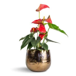 Yvette Plant Pot - Gold -HORTOLOGY Plants Sale Anthurium Flamingo Flower Royal Red 12x40cm Yvette Plant Pot Gold 19x16cm 53eb8697 8bac 42f3 b4bc 9b51cef6dcfa