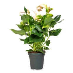 Anthurium - Flamingo Flower - Joli Peach 20 Anthurium - Flamingo Flower - Joli Peach -HORTOLOGY Plants Sale Anthurium Joli Peach 17x60cm