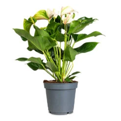 Anthurium - Flamingo Flower - Joli Pulse 18 Anthurium - Flamingo Flower - Joli Pulse -HORTOLOGY Plants Sale Anthurium Joli Pulse 17x60cm