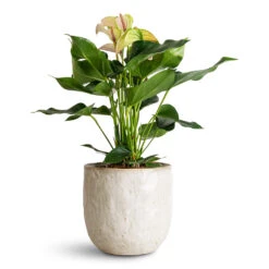 Brian Plant Pot - Ivory 10 Brian Plant Pot - Ivory -HORTOLOGY Plants Sale Anthurium Joli Pulse 17x60cm Brian Pot Ivory 23x22cm 1