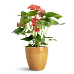 Sven Plant Pot - Mustard -HORTOLOGY Plants Sale Anthurium Royal Red 17x60cm Sven Pot Mustard 20x19cm 1