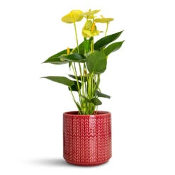 Chevron Plant Pot - Ruby -HORTOLOGY Plants Sale Anthurium Vanilla 12x40cm Chevron Pot Ruby 15x15cm