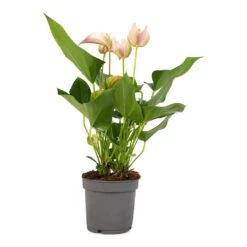 Anthurium - Flamingo Flower - Joli Peach 18 Anthurium - Flamingo Flower - Joli Peach -HORTOLOGY Plants Sale Anthurium andraeanum Joli Peach