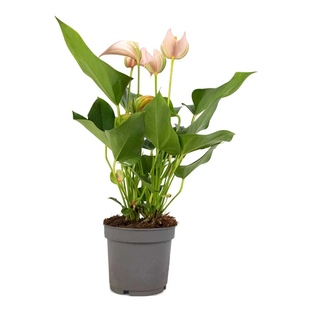 Anthurium - Flamingo Flower - Joli Peach 8 Anthurium - Flamingo Flower - Joli Peach - Image 8