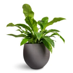 Mini Orb Kevan Plant Pot - Black Washed -HORTOLOGY Plants Sale Anthurium elipticum Jungle Bush 24x60cm Mini Orb Kevan Plant Pot Black Washed 39x35cm 1