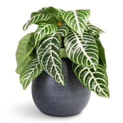 Aphelandra Squarrosa Botanica - Zebra Plant -HORTOLOGY Plants Sale Aphelandra squarrosa Botanica Zebra Plant 13x35cm Esra Plant Pot Graphite 18x16cm