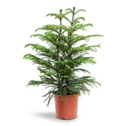 Araucaria Heterophylla - Norfolk Island Pine -HORTOLOGY Plants Sale Araucaria Heterophylla Norfolk Island Pine 22x90cm