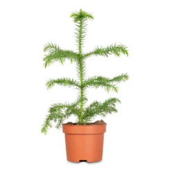 Araucaria Heterophylla - Norfolk Island Pine -HORTOLOGY Plants Sale Araucaria heterophylla Norfolk Island Pine 10x30cm