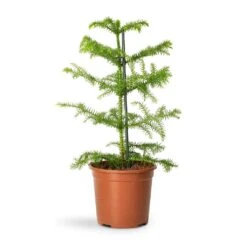 Araucaria Heterophylla - Norfolk Island Pine -HORTOLOGY Plants Sale Araucaria heterophylla Norfolk Island Pine 14x45cm 2