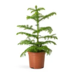Araucaria Heterophylla - Norfolk Island Pine -HORTOLOGY Plants Sale Araucaria heterophylla Norfolk Island Pine 14x45cm 3