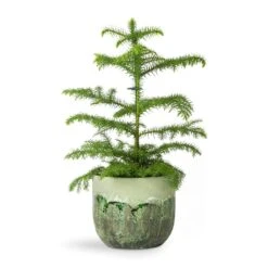 Araucaria Heterophylla - Norfolk Island Pine -HORTOLOGY Plants Sale Araucaria heterophylla Norfolk Island Pine 14x45cm Moon Plant Pot Jungle 17x15cm