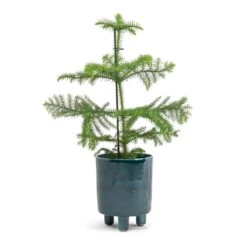 Araucaria Heterophylla - Norfolk Island Pine -HORTOLOGY Plants Sale Araucaria heterophylla Norfolk Island Pine 14x45cm Pisa Plant Pot Emerald 16x19cm a71f3462 0bba 4240 a52a a73205f3a1b3