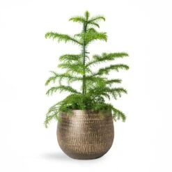 Araucaria Heterophylla - Norfolk Island Pine -HORTOLOGY Plants Sale Araucaria heterophylla Norfolk Island Pine 14x45cm Ryan Plant Pot Shiny Gold 18x16cm 2
