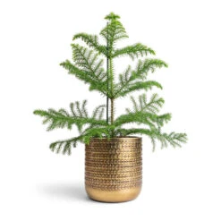 Solis Embossed Plant Pot - Gold -HORTOLOGY Plants Sale Araucaria heterophylla Norfolk Island Pine 14x45cm Solis Embossed Plant Pot Gold 18x18cm c60d590a fbe8 4622 b442 f6cb17eca204