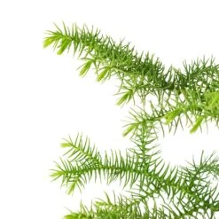 Araucaria Heterophylla - Norfolk Island Pine -HORTOLOGY Plants Sale Araucaria heterophylla Norfolk Island Pine 14x45cm close up 2