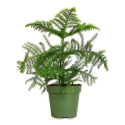 Araucaria Heterophylla - Norfolk Island Pine -HORTOLOGY Plants Sale Araucaria heterophylla Norfolk Island Pine 17x50cm