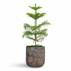 Maxim Plant Pot - Shiny Earth -HORTOLOGY Plants Sale Araucaria heterophylla Norfolk Island Pine 17x50cm Maxim Plant Pot Shiny Earth 24x22cm 1