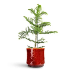 Araucaria Heterophylla - Norfolk Island Pine -HORTOLOGY Plants Sale Araucaria heterophylla Norfolk Island Pine 17x50cm Nolan Plant Pot Red 23x21cm