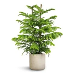 Araucaria Heterophylla - Norfolk Island Pine -HORTOLOGY Plants Sale Araucaria heterophylla Norfolk Island Pine 22x90cm Charlie Plant Pot Grey Washed 25x24cm
