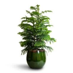 Araucaria Heterophylla - Norfolk Island Pine -HORTOLOGY Plants Sale Araucaria heterophylla Norfolk Island Pine 22x90cm Charlotte Plant Pot Green 29x25cm