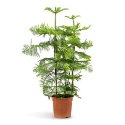 Araucaria Heterophylla - Norfolk Island Pine -HORTOLOGY Plants Sale Araucaria heterophylla Norfolk Island Pine 27x100cm