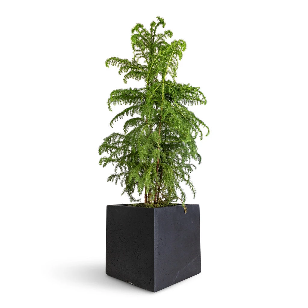 Grigio Anthracite Concrete Cube Planter β Lightweight Modern Indoor/Outdoor Resin Pot 2 Grigio Anthracite Concrete Cube Planter β Lightweight Modern Indoor/Outdoor Resin Pot - Image 2