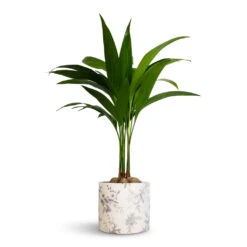 Areca Catechu - Betel Nut Palm 8 Areca Catechu - Betel Nut Palm -HORTOLOGY Plants Sale Areca catechu Betel Nut Palm 12x50cm Lazzaro Plant Pot Vintage Bird 15x13cm 8185bed8 dbf2 44a6 bc3e 0452d5fab012