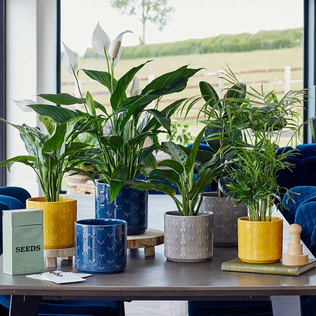 Arley Plant Pot - Yellow Bee 7 Arley Plant Pot - Yellow Bee - Image 7