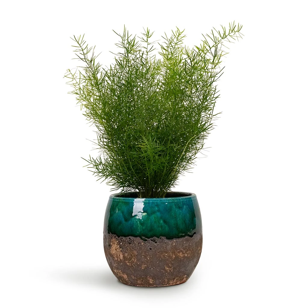 Lindy Plant Pot - Black Green 6 Lindy Plant Pot - Black Green - Image 6