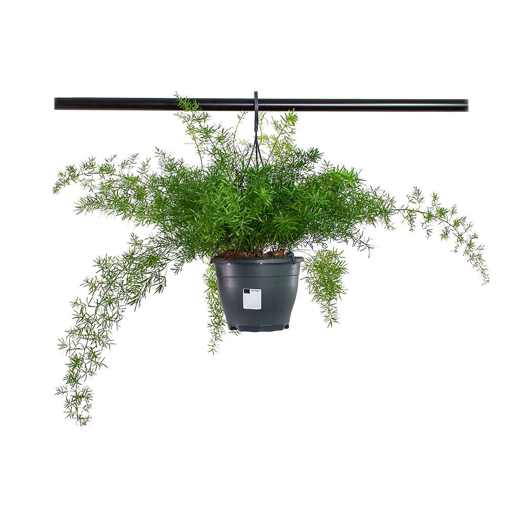 Asparagus Densiflorus Sprengeri 'Emerald Feather' β Trailing Arching Needle-Leaf Houseplant 8 Asparagus Densiflorus Sprengeri 'Emerald Feather' β Trailing Arching Needle-Leaf Houseplant - Image 8