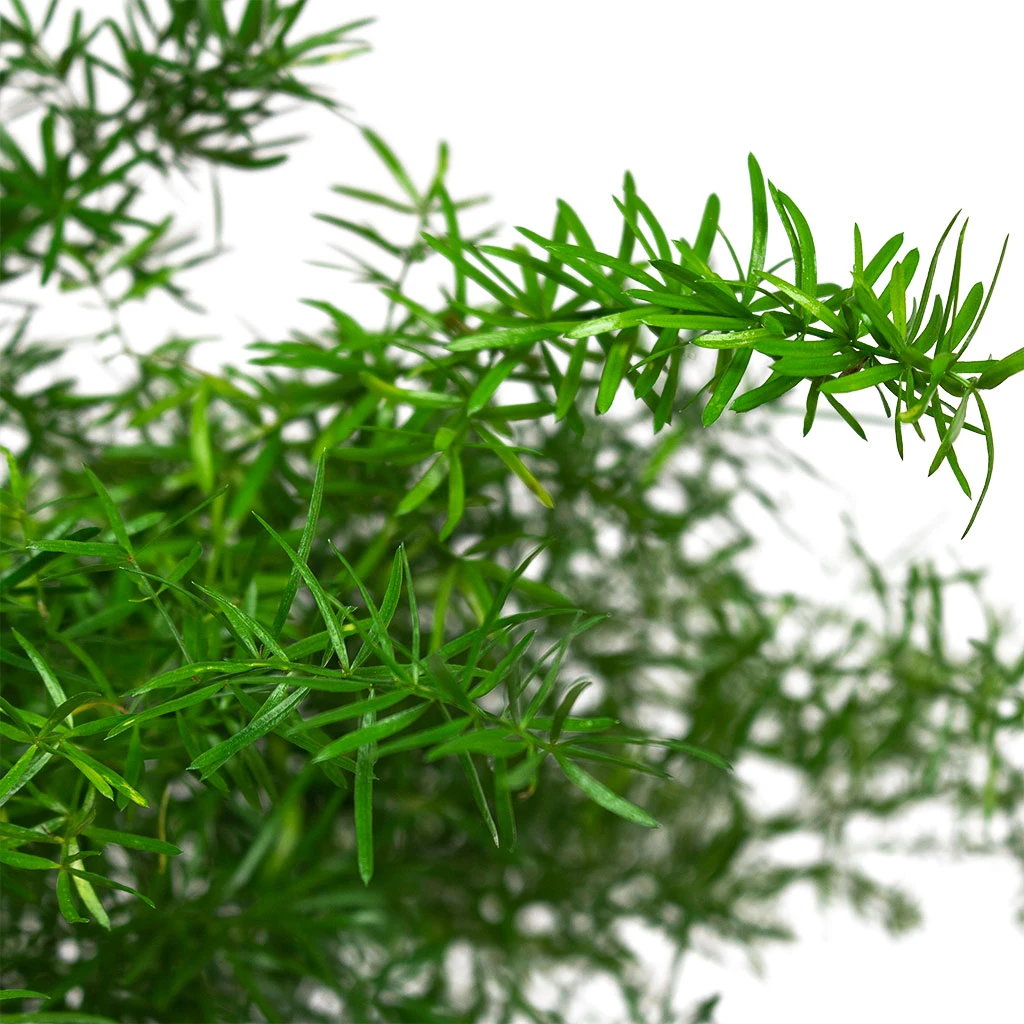 Asparagus Densiflorus Sprengeri 'Emerald Feather' β Trailing Arching Needle-Leaf Houseplant 2 Asparagus Densiflorus Sprengeri 'Emerald Feather' β Trailing Arching Needle-Leaf Houseplant - Image 2