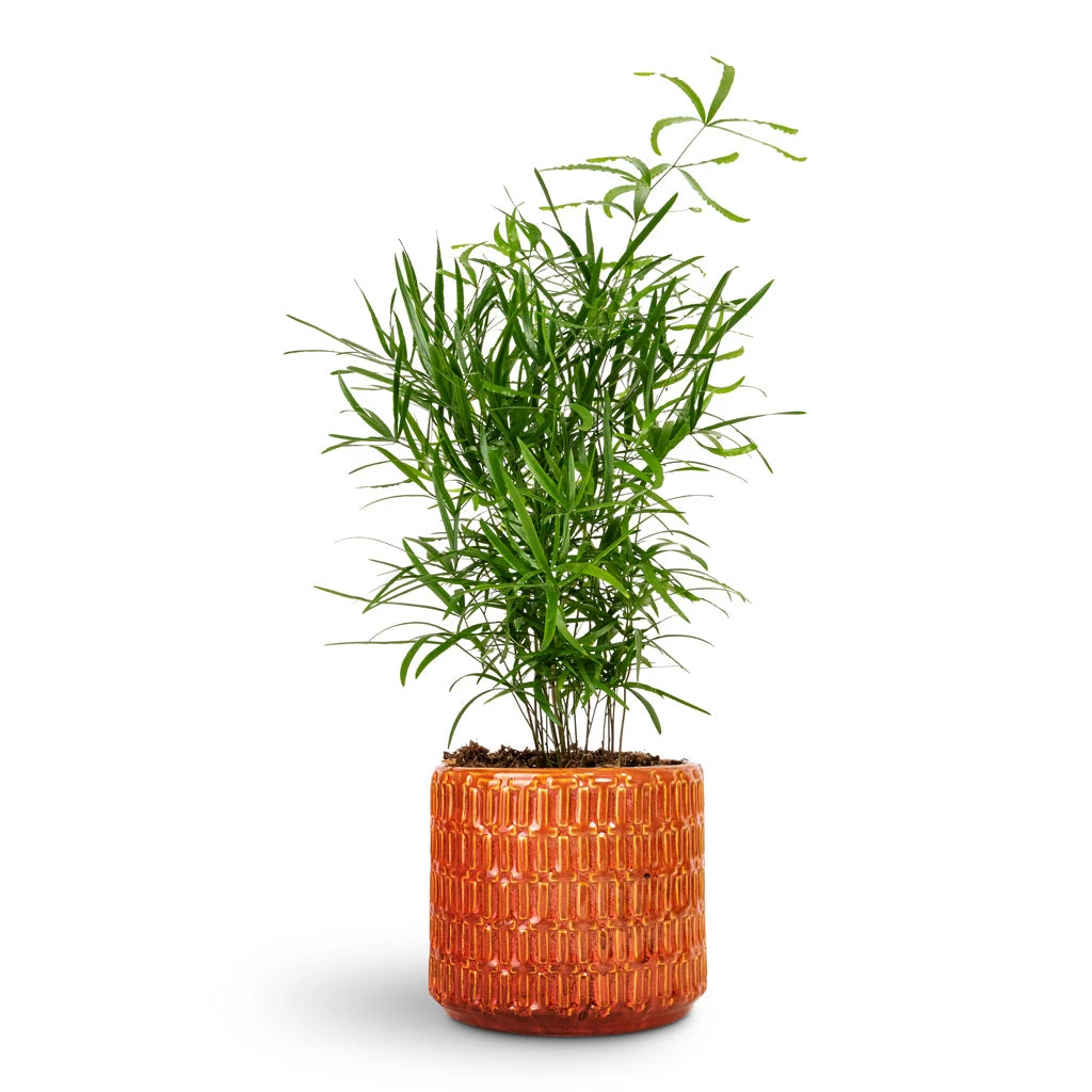 Flor Plant Pot - Orange 11 Flor Plant Pot - Orange - Image 11