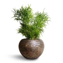 Asparagus Falcatus - Sicklethorn -HORTOLOGY Plants Sale Asparagus falcatus Sicklethorn 17x45cm Luxe Lite Wrinkle Globe Planter Bronze 33x24cm
